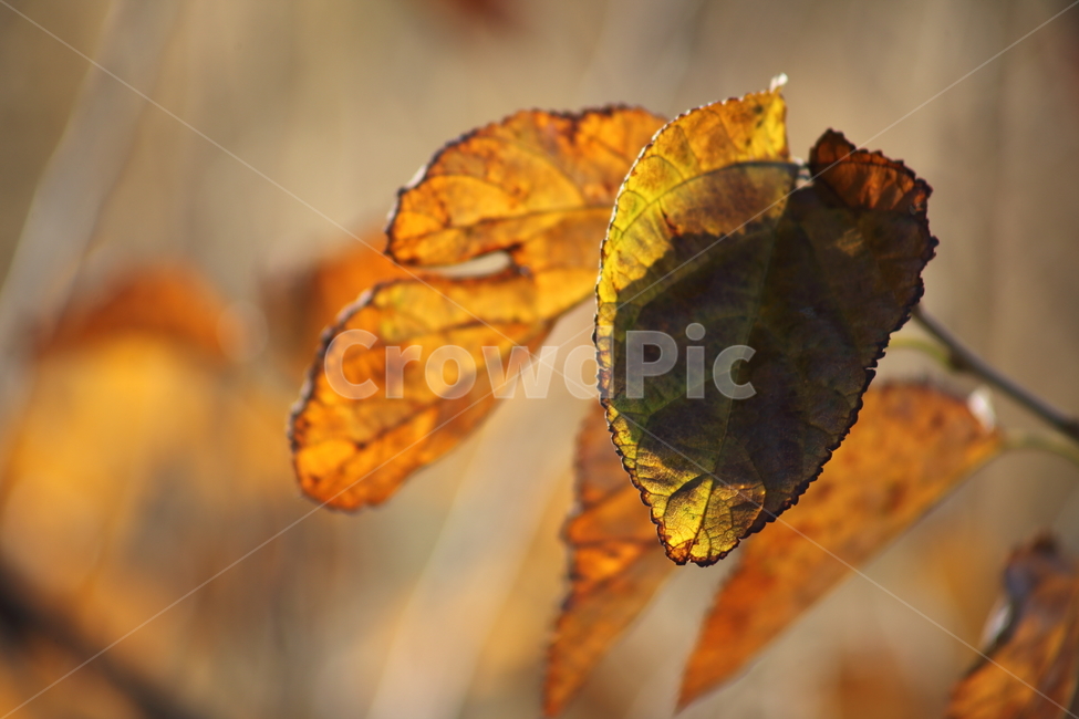 단풍,잎,식물,가을,redleaves,가을,계절,fall,autumn,season,veins,정맥,insect,곤충,animal,동물,invertebrate,무척추 동물