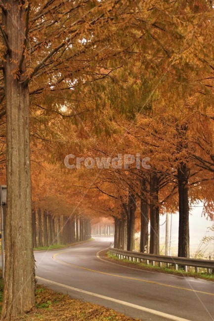 가을,메타세콰이어길,단풍,자연,나무,식물,오렌지색,길,가로수,안개,nature,autumn,fall,trees,자연풍경,한국자연풍경,orangecolor,감성,emotion,plant,maple,가을,계절,fall,autumn,season,자연,풍경,nature,landscape,tree,road,도로