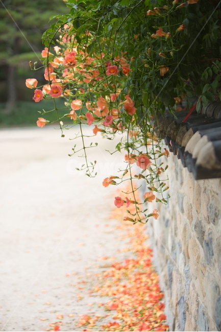 능소화,능소화꽃,꽃,플라워,trumpetcreeper,flower,한국전통,한국문화,korean traditional,korean culture,식물,자연,plants,nature,꽃,flower