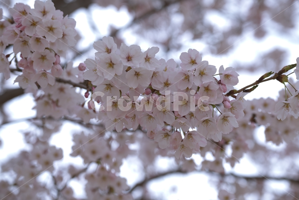 벚꽃,봄,꽃,봄꽃,나무,축제,봄,계절,spring,season,plant,식물,flower,blossom