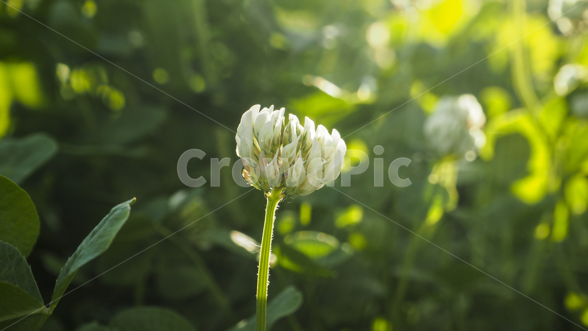 토끼풀,꽃,들꽃,식물,plant,하얀꽃,식물,자연,plants,nature,꽃,flower