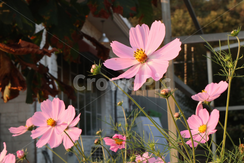 코스모스,꽃,식물,분홍꽃,flower,가을,계절,fall,autumn,season,식물,자연,plants,nature,꽃,flower,plant,blossom,geranium,제라늄