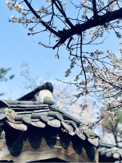 한옥,기와,매화,꽃,하늘,봄,계절,spring,season,한국전통,한국문화,korean traditional,korean culture,건축물,건물외관,exterior,building,structure,architecture,construction,plant,식물