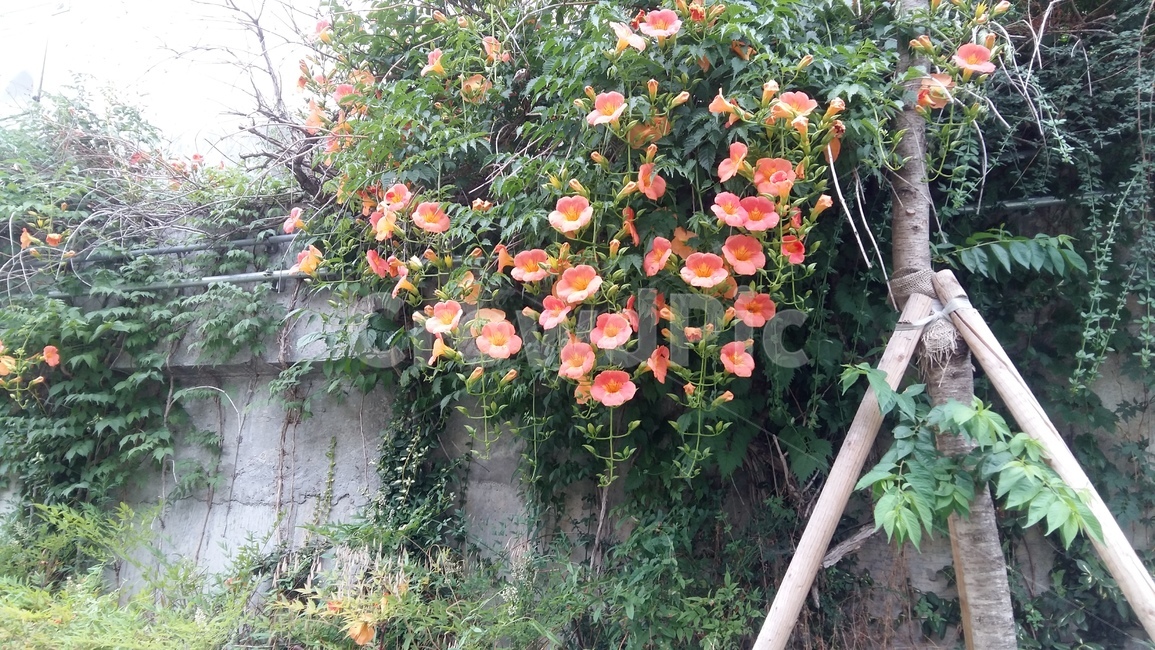 꽃,능수화,야생화,개천,담벼락