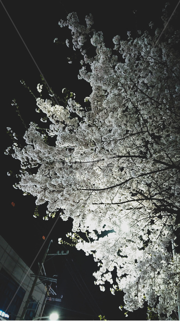 벚꽃,나무,꽃,흰색,풍경,봄,계절,spring,season,야경,밤,풍경,nightscape,night,landscape,plant,식물,flower,blossom,cherry blossom