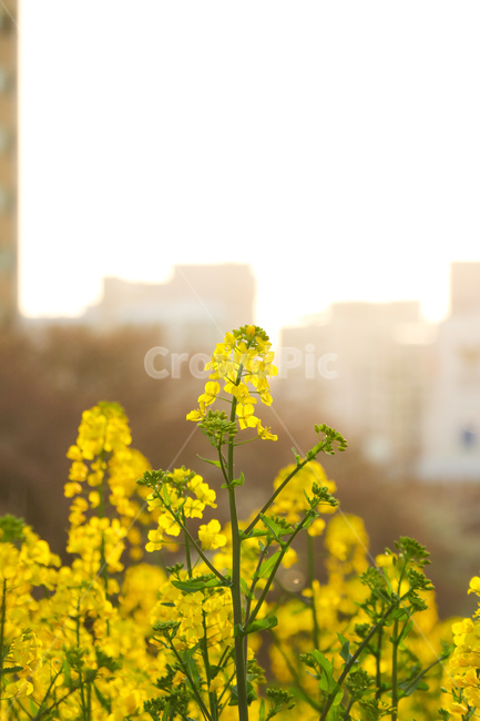 꽃,flower,blossom,식물,자연
