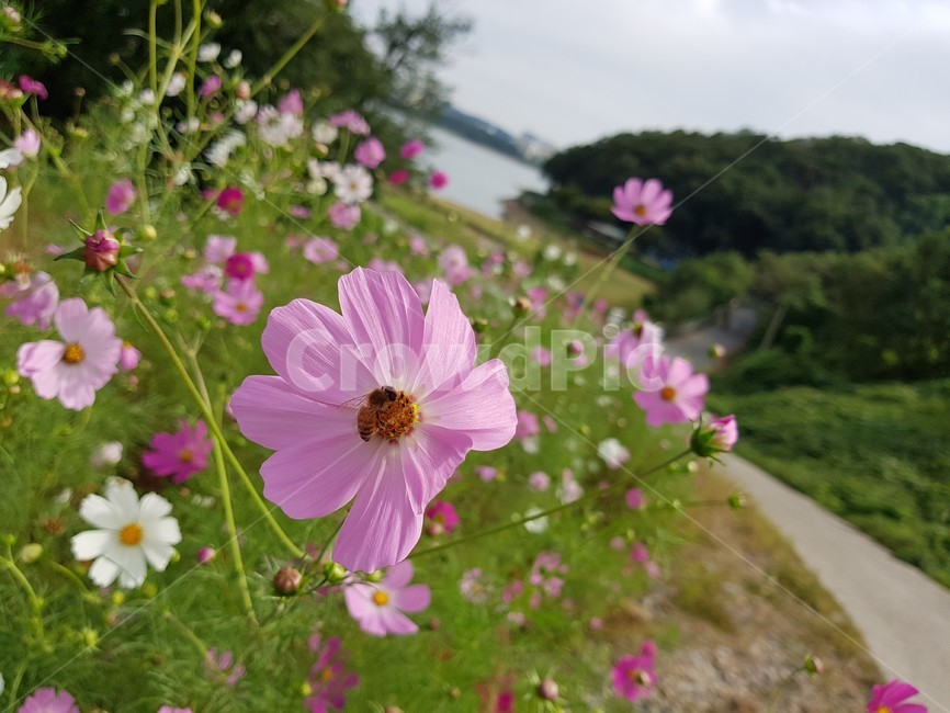 벌,bee,꿀벌,꽃,분홍색,flower,blossom,식물,자연,plants,nature,꽃,flower