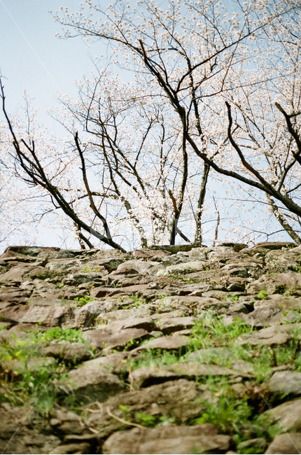 tree,나무줄기,plant,식물,treetrunk