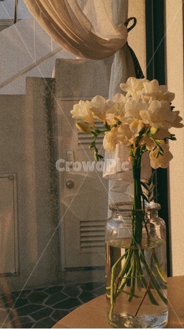 꽃,창가,식탁위꽃,꽃뭉치,흰꽃,실내용화초,화분,화초,house plant