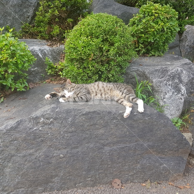 고양이,낮잠,팔베게,귀여움,갈색