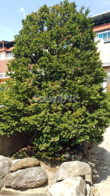 나무,tree,나무한그루,한그루나무,木,식물,자연,plants,nature,나무,trees,wood