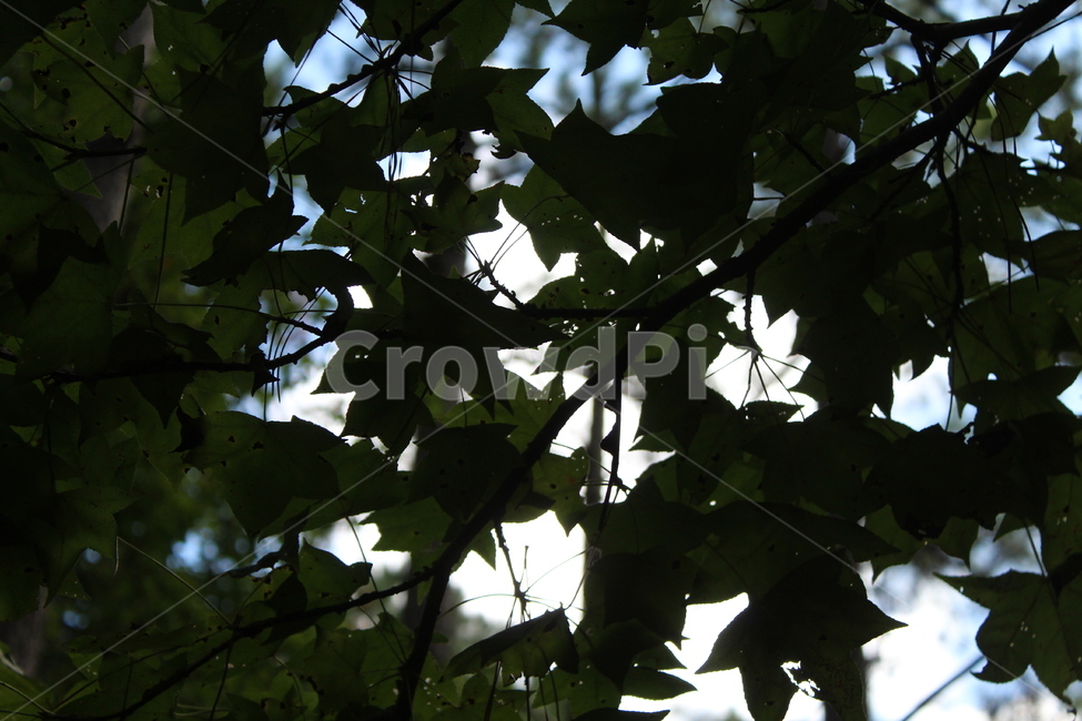 자연,풀,초록색,나뭇잎,plant,식물,leaf,잎,tree,나무,식물,자연,plants,nature