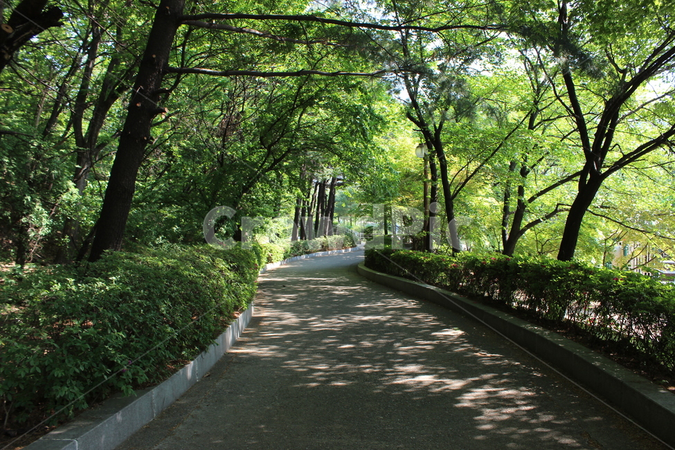 공원,산책,나무,숲,풀,길,오솔길