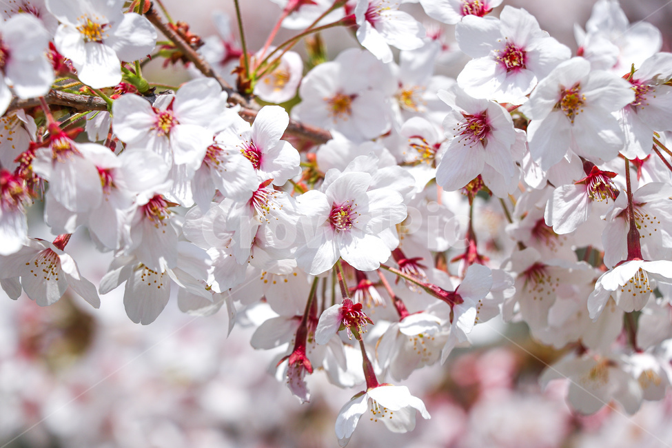 꽃,벚꽃,blossom,식물,flower,plant