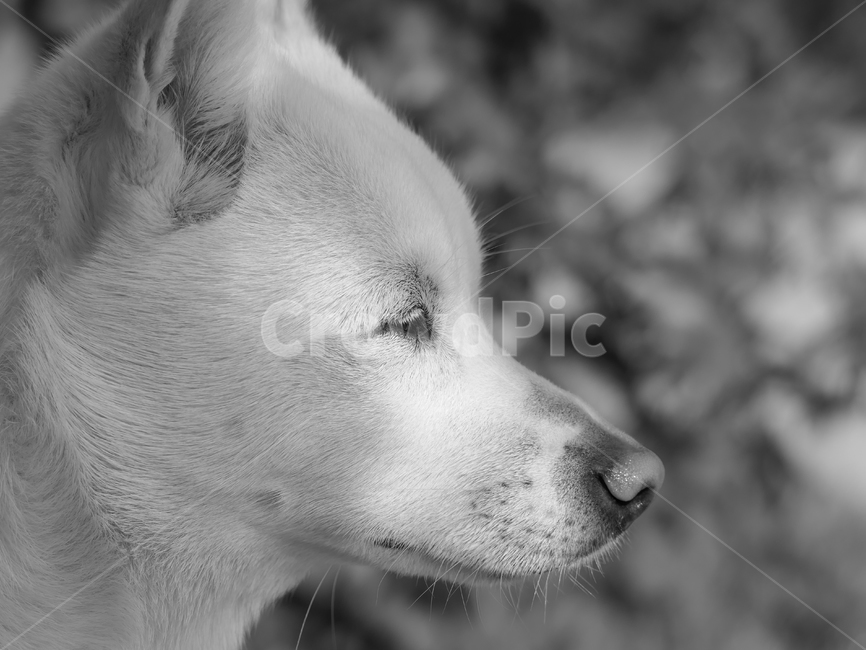 강아지,댕댕이,흰강아지,아기강아지,어린강아지,작은강아지,흰둥이,흰댕댕이,흑백,흑백강아지,옆모습,정원,가든,garden,gardenanddog,dog,puppy,whichdog,littledog,youngdog,pet,housegarden,동물,animal,동물,animal,포유류,mammal,개,강아지,dog,doggy
