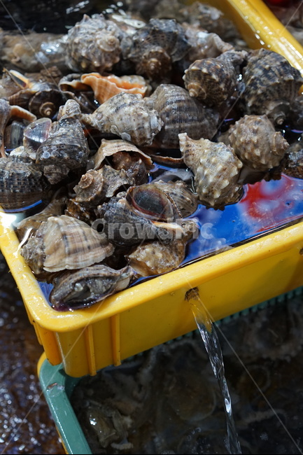소라,해산물,수산시장,횟집,음식,시장,마트,마켓,market,mart,market place,수산물,해산물,fishery products,seafood