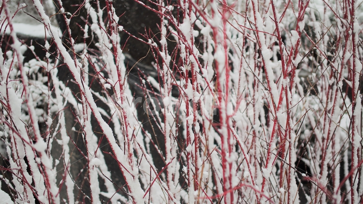 식물,겨울,눈,감성,하얀색,white,snow,winter,나무,필름,겨울,계절,winter,season,식물,자연,plants,nature