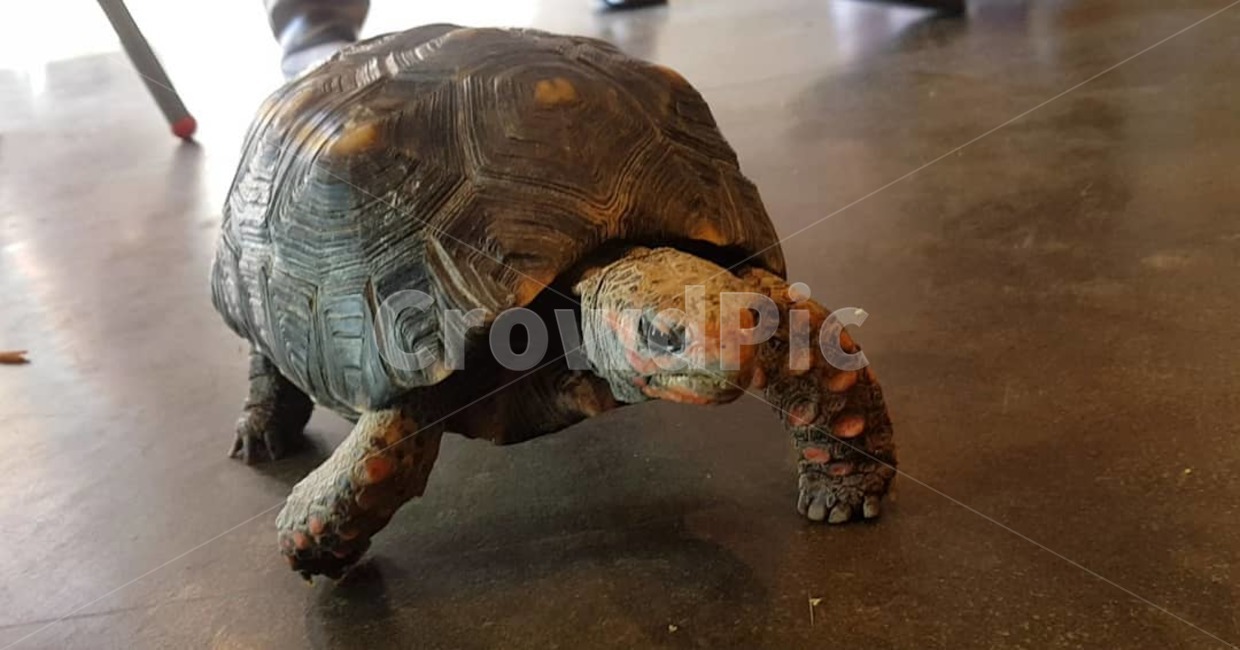 turtle,터틀,reptile,animal,동물,sealife,해양생물,거북이,동물,animal,파충류,양서류,reptile,amphibian