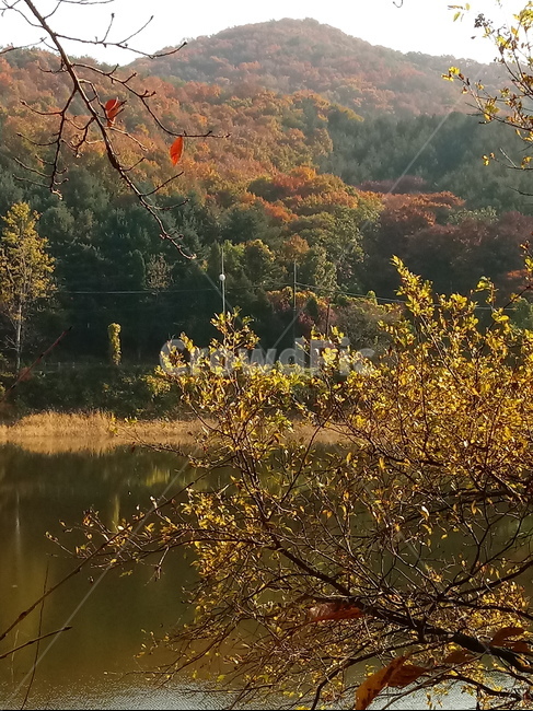 낙엽,단풍,落葉,leaves,나뭇잎,단풍나무,식물,maple,낙엽활엽관목,잎,계절,가을,자연,풍경,outdoors,옥외,fallautumnseason,naturelandscape,풍경사진,산,저수지,물,강,나무,나무줄기,가을,계절,fall,autumn,season,nature,water,land,땅