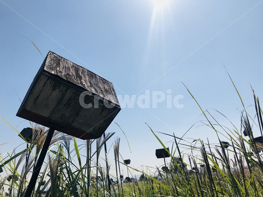 갈대,새집,자연,식물,plant