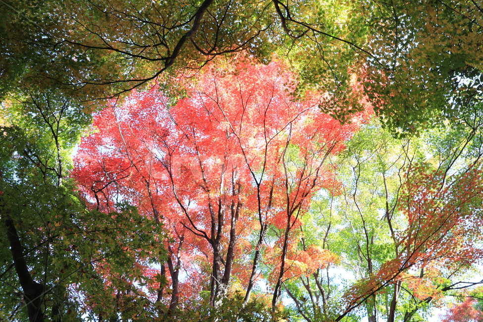 숲,공원,단풍,풍경,가을,가을,계절,fall,autumn,season,식물,자연,plants,nature,나무,trees,wood,tree,plant,maple