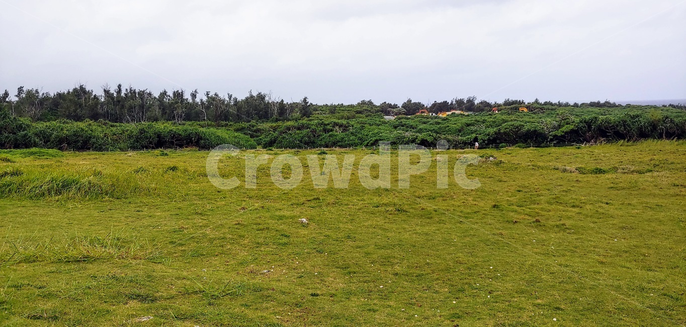 field,들,nature,자연,잔디