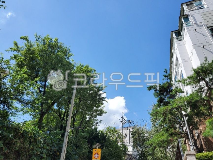 파란하늘,맑은하늘,도심,나무,가을