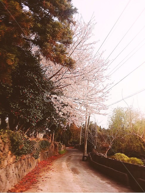 봄,핑크,분홍,벛꽃,벚나무,4월,cherryblossom
