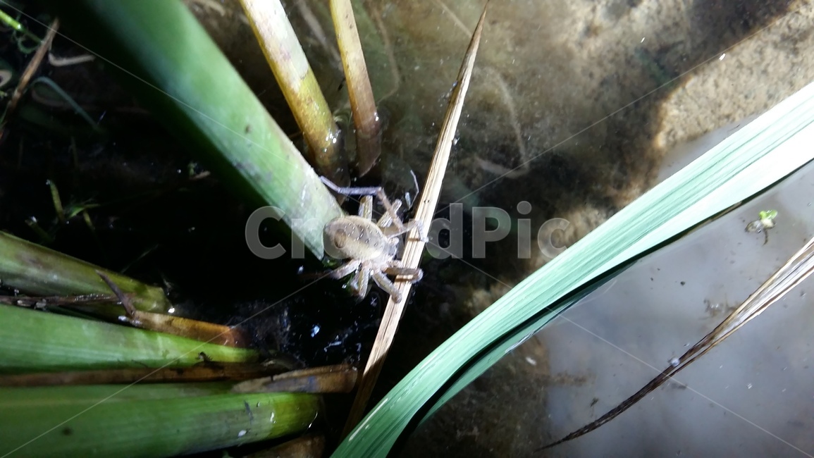 거미,밤거미,논생물,거미생태,논거미,동물,animal,곤충,벌레,insect,bug