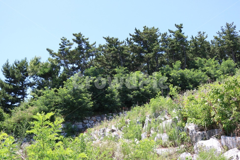 여름,하늘,자연,나무,식물,초록,돌,summer,natsu,sky,sora,nature,tree,ki,plants,shokubutsu,green,midori,stone,ishi,자연,풍경,nature,landscape,plant,fir,전나무