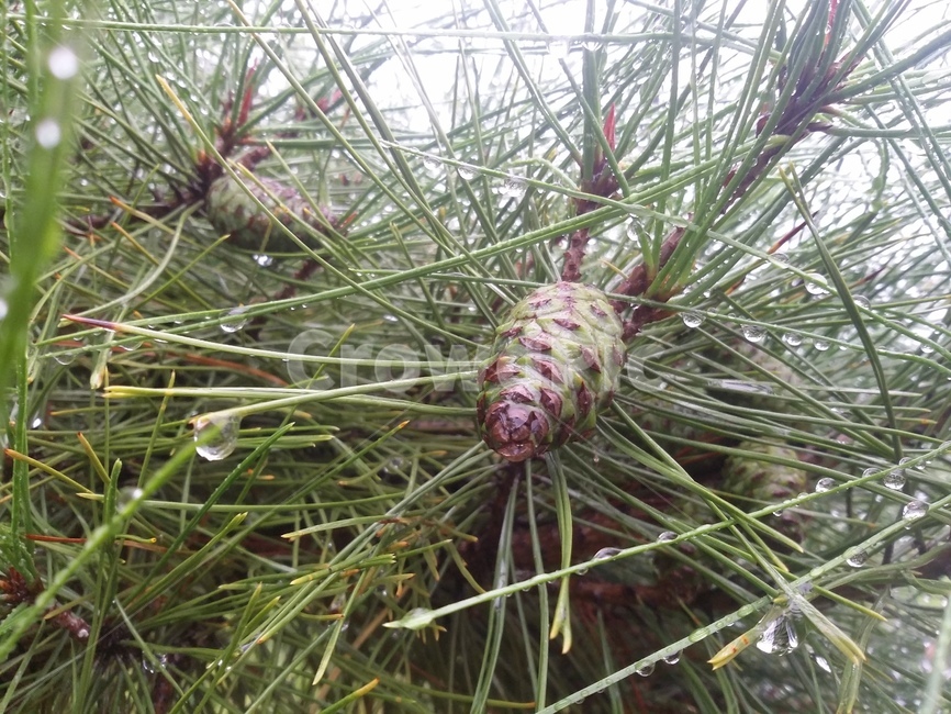 나무,tree,plant,식물,pine,소나무,식물,자연,plants,nature