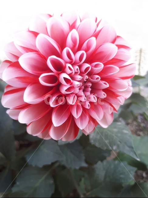꽃,만개,식물,나무,화려함,아름다움,식물,자연,plants,nature,꽃,flower