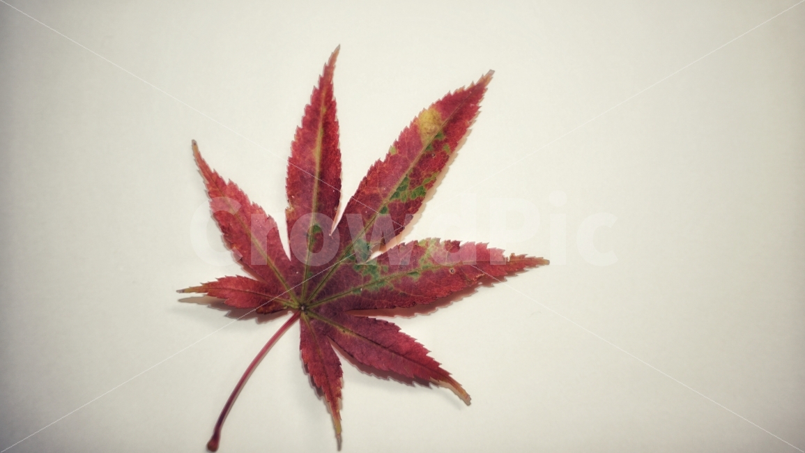 단풍잎,단풍,가을,낙엽,fall,붉은색,식물,울긋불긋,빨간색,단풍나무,maple,옛날감성,Palmatemaple,丹楓,AcerpalmatumThunb,plant,가을,계절,fall,autumn,season,식물,자연,plants,nature,누끼,remove background,leaf,잎,tree,나무