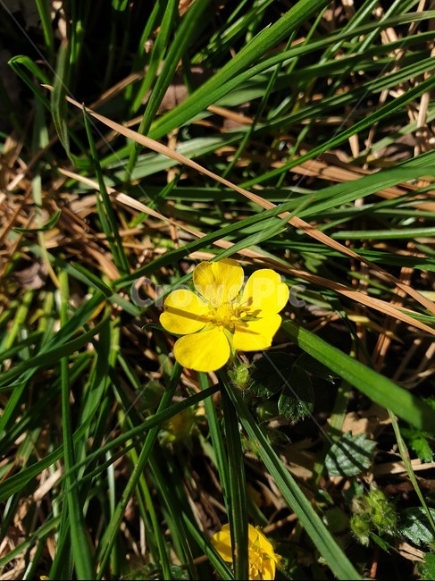 plant,식물,flower,blossom,꽃,봄,spring,들꽃