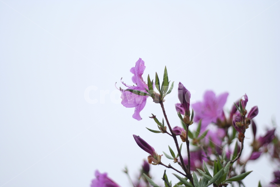 봄,비,봄비,철쭉,사랑의기쁨,봄,계절,spring,season,식물,자연,plants,nature,꽃,flower,geranium,제라늄,blossom,plant
