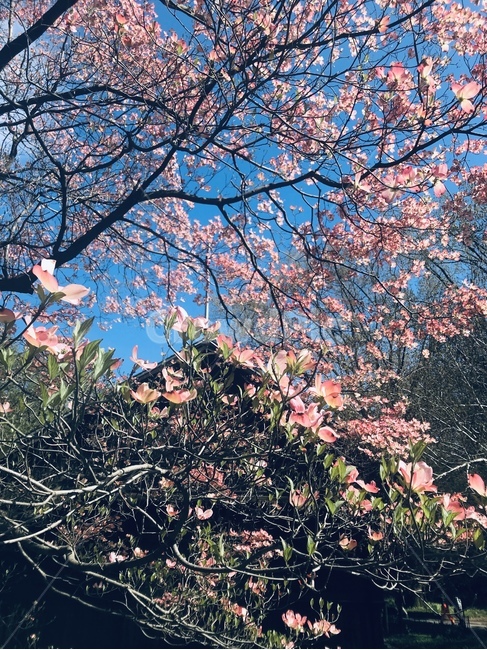 벚꽃,봄,나무,하늘,꽃