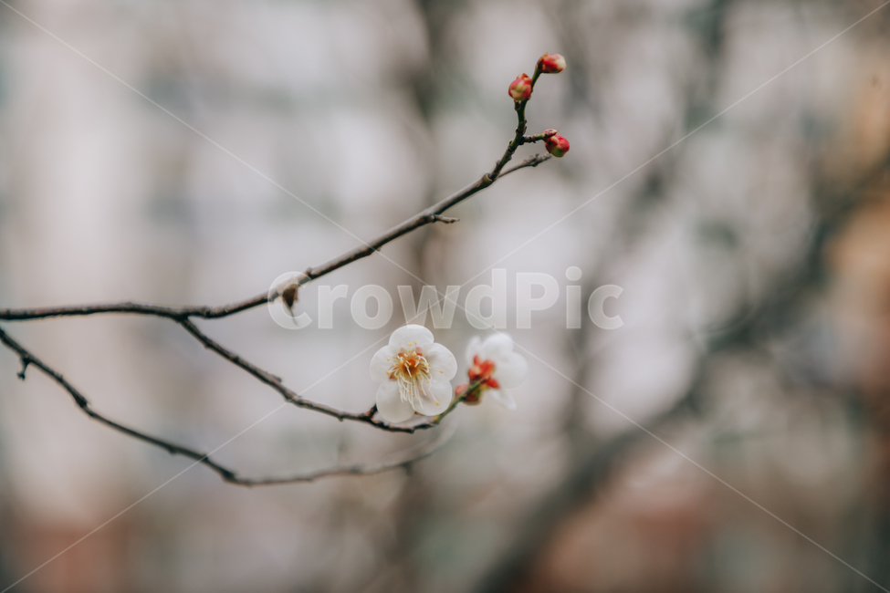 봄,나무,매화나무,매화나무꽃,꽃,봄,계절,spring,season,식물,자연,plants,nature,꽃,flower,plant