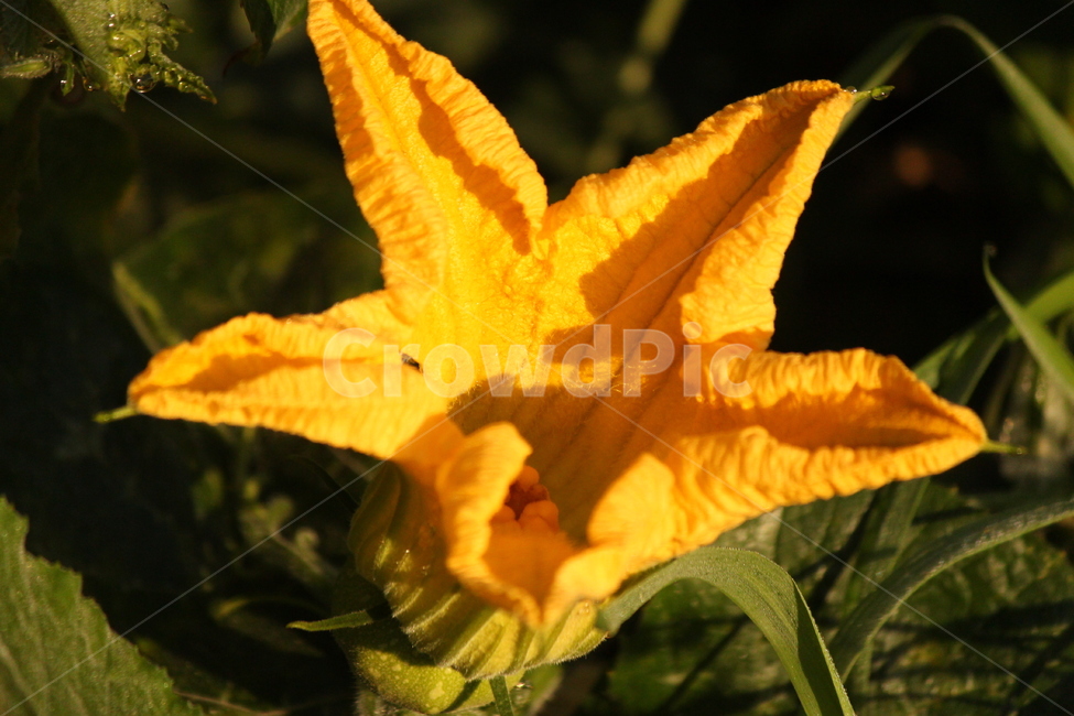 호박꽃,노랑,식물,자연,plant,leaf,잎,flower,식물,자연,plants,nature,꽃,flower