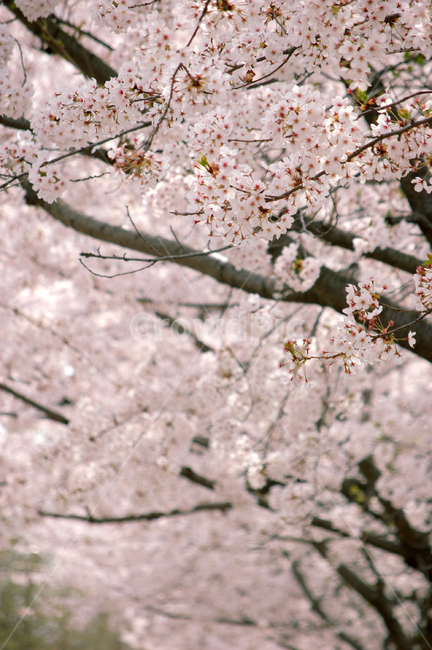 벚꽃,꽃길,봄,4월,꽃놀이,나들이,봄,계절,spring,season,plant,식물,blossom,꽃,flower