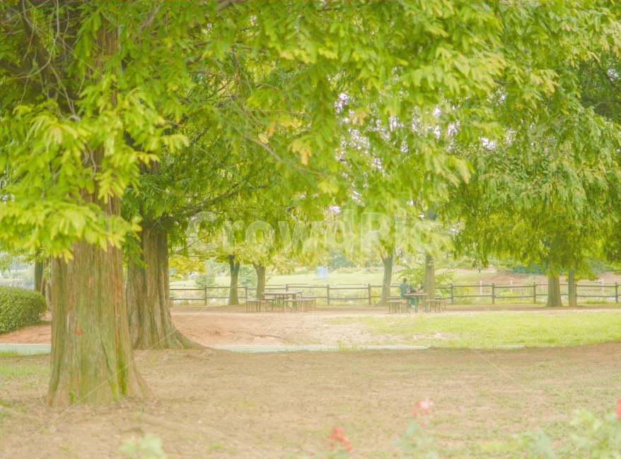 공원,가로수,나무,초록풍경,공원길,산책로,산책길,산책,park,spring,walk,봄풍경,여름풍경,summer,trail,trees,자연,풍경,nature,landscape,식물,plants,나무,trees,wood,휴식,힐링,rest,relaxation,healing,tree,plant