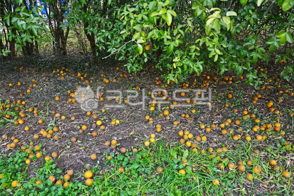 flare,seed,Health functional food,fruit,Rutaceae,tree fruit,yellow,ornamental,deciduous tree,Vitamin C,fruition,Tangja,medicinal plants,floor,bokeh of light,tangerine fruit,Fruit,thorn,fallen fruit,tree,food,Tangja tree fence,background,plant,bokeh,edible