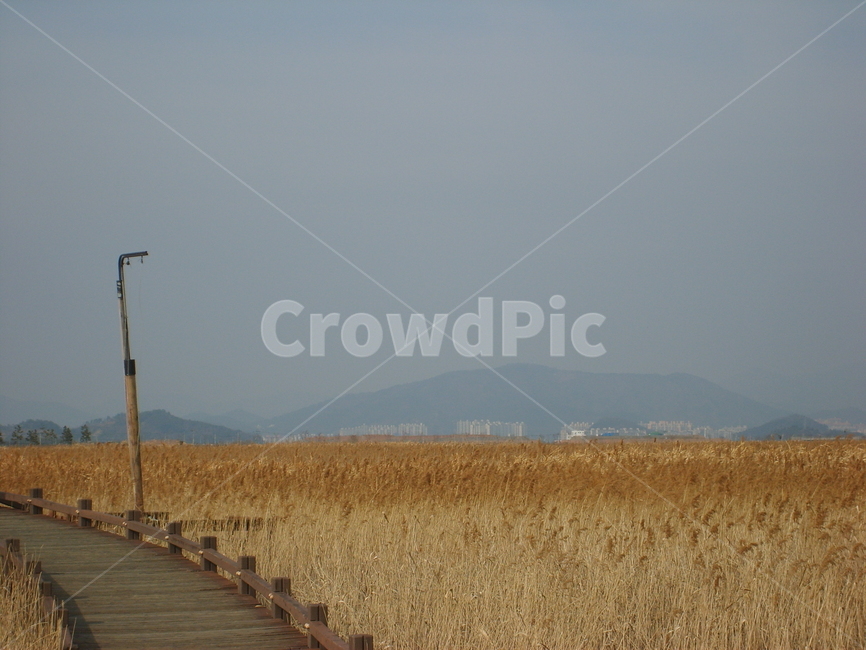 갈대,갈대밭,순천만,가을,강,하천,호수,길,나무다리,산책로,가을,계절,fall,autumn,season,bridge,다리,boardwalk,building,건물