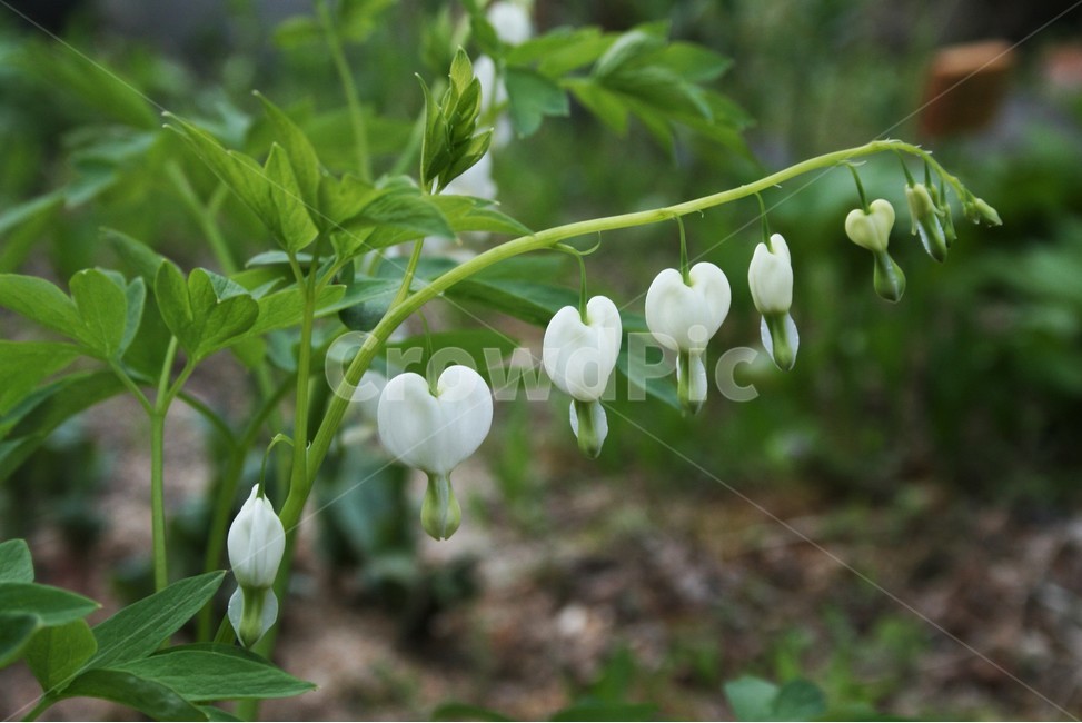 흰금낭화,금낭화변이종,원예종,현호색과,등모란,덩굴모란,식물,자연,plants,nature,꽃,flower