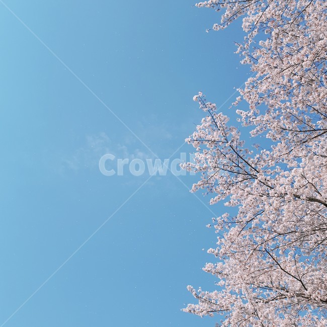 봄,벚꽃,봄분위기,맑은,하늘