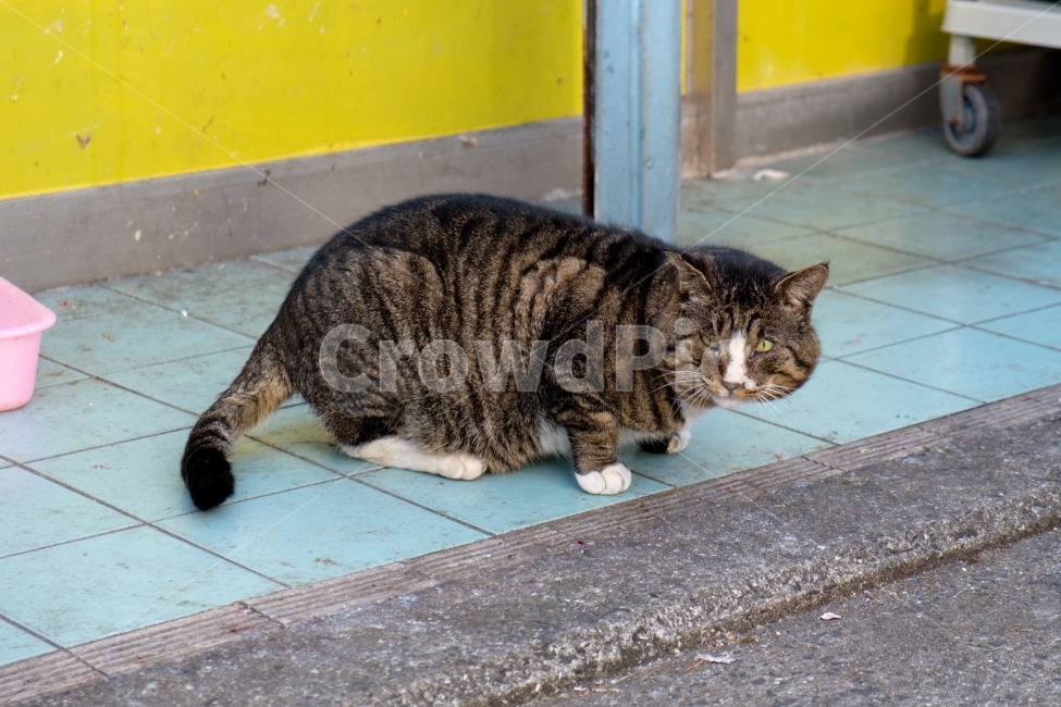 고양이,야옹이,동물,animal,cat,kitty,길냥이,펫,애완동물,반려동물,냥이,짬타이거,길,귀여움,귀요미,포유류,kitten,짬타,감성,길고양이,야생동물,동물,animal,포유류,mammal,고양이,cat,kitten,kitty