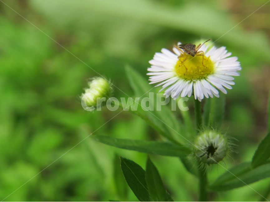 꽃,곤충,생타사진,환경사진,식물,생물,식물,자연,plants,nature,꽃,flower,동물,animal,곤충,벌레,insect,bug