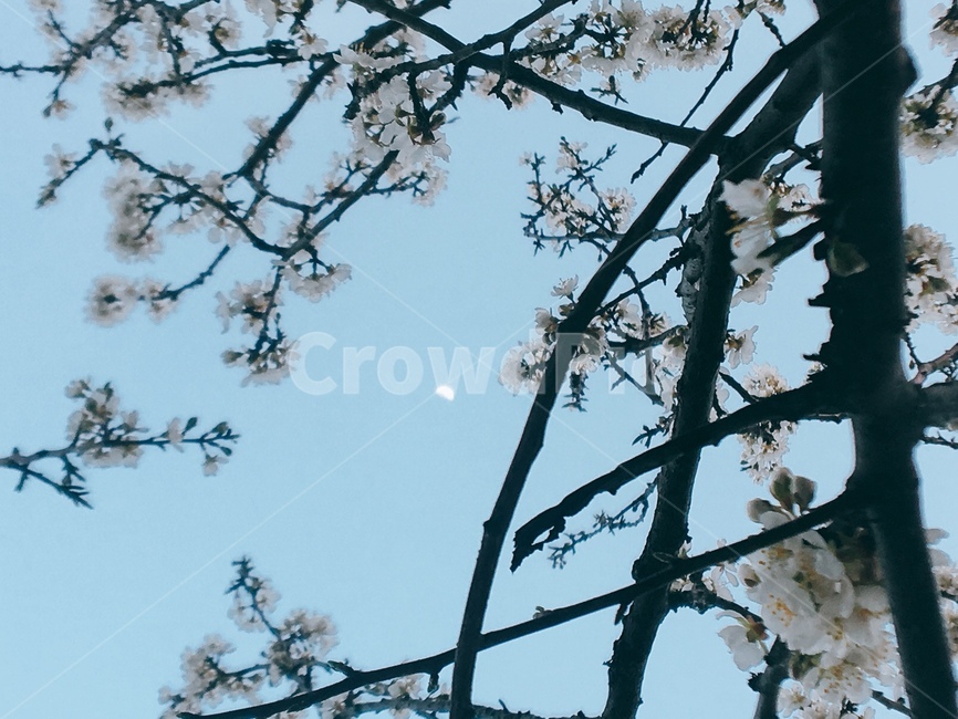 달,나무,꽃,저녁,moon,plant,light,빛,flare