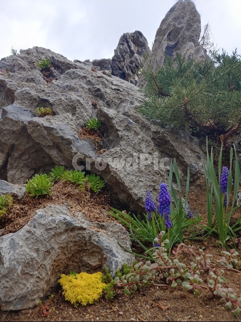 수선화,narcissus,꽃,flower,봄,봄날,spring,식물,정원,garden,plant,돌,바위,rock,노랑,보라,자연,nature,수목원