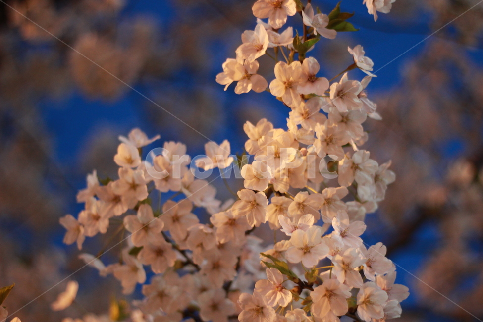 봄,벚꽃,가로등,밤하늘,꽃,봄,계절,spring,season,야경,밤,풍경,nightscape,night,landscape,plant,식물,blossom,flower