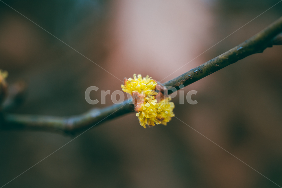 plant,식물,꽃,나무,산수유,봄,식물,자연,plants,nature,꽃,flower